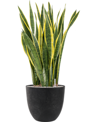 Sansevieria trifasciata 'Laurentii' en Artstone