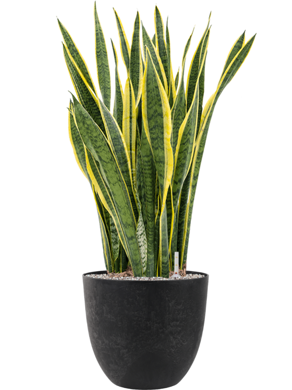 Sansevieria trifasciata 'Laurentii' en Artstone