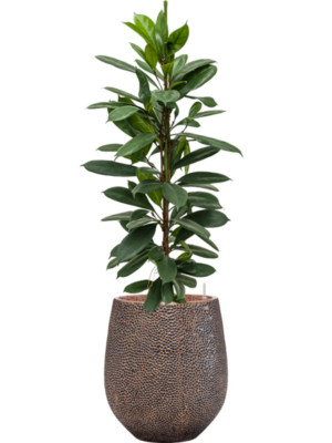 Ficus cyathistipula en Baq Opus Hit