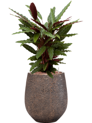 Calathea rufibarba 'Wavestar' en Baq Opus Hit