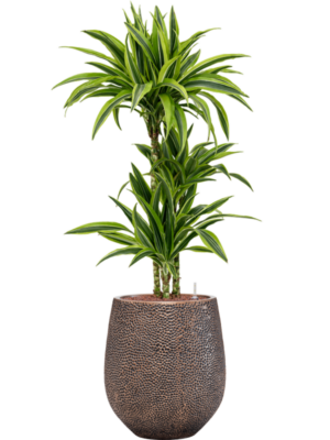 Dracaena fragrans 'Lemon Lime' en Baq Opus Hit