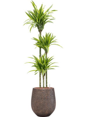 Dracaena fragrans 'Lemon Lime' en Baq Opus Hit