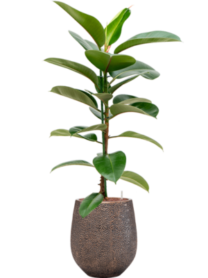 Ficus elastica 'Robusta' en Baq Opus Hit