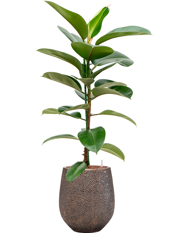 Ficus elastica 'Robusta' en Baq Opus Hit