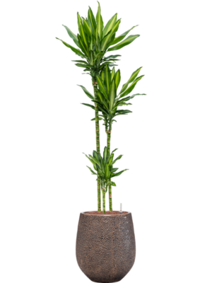 Dracaena fragrans 'Cintho' en Baq Opus Hit