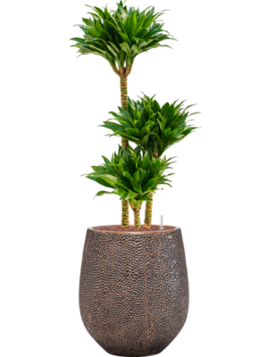 Dracaena fragrans 'Compacta' en Baq Opus Hit