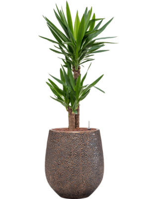 Yucca elephantipes en Baq Opus Hit