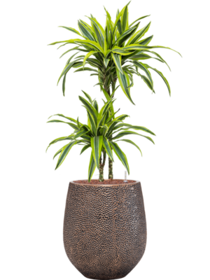 Dracaena fragrans 'Lemon Lime' en Baq Opus Hit