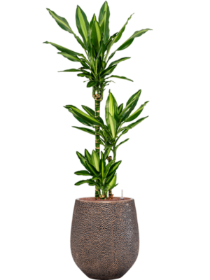Dracaena fragrans 'Cintho' en Baq Opus Hit