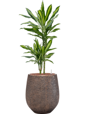 Dracaena fragrans 'Cintho' en Baq Opus Hit