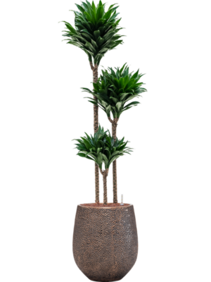 Dracaena fragrans 'Compacta' en Baq Opus Hit