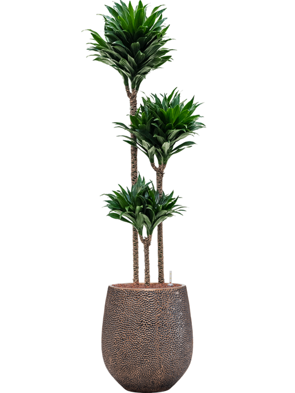 Dracaena fragrans 'Compacta' en Baq Opus Hit