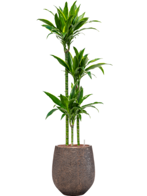 Dracaena fragrans 'Arturo' en Baq Opus Hit