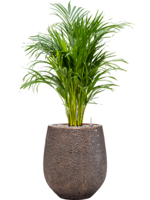 Dypsis (Areca) lutescens en Baq Opus Hit