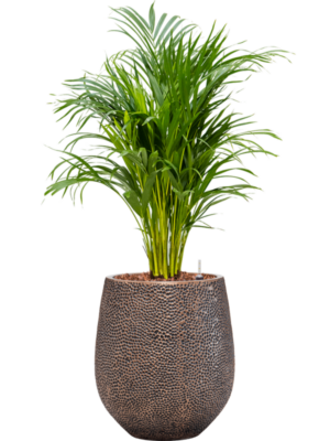 Dypsis (Areca) lutescens en Baq Opus Hit