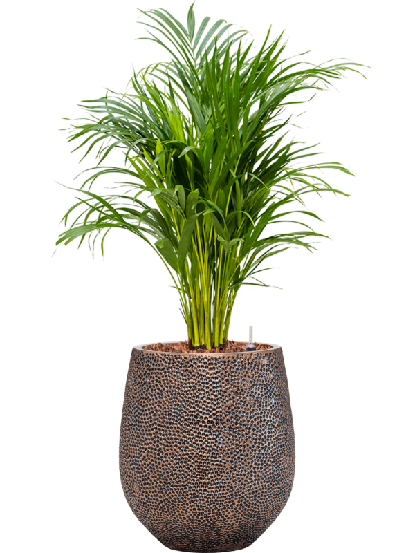 Dypsis (Areca) lutescens en Baq Opus Hit