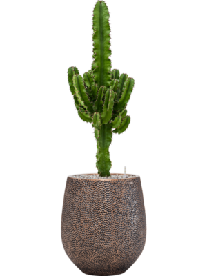 Euphorbia erytrea en Baq Opus Hit