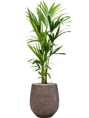 Kentia (Howea) forsteriana en Baq Opus Hit