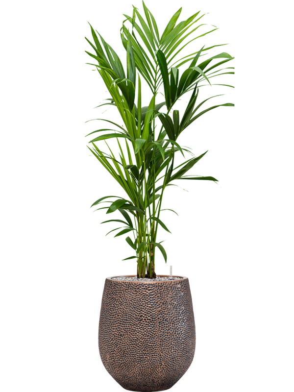 Kentia (Howea) forsteriana en Baq Opus Hit