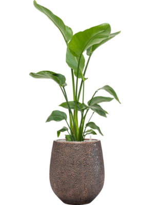 Strelitzia nicolai en Baq Opus Hit