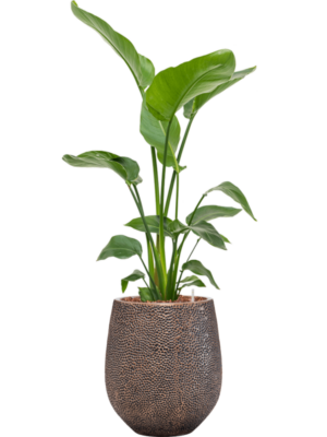 Strelitzia nicolai en Baq Opus Hit