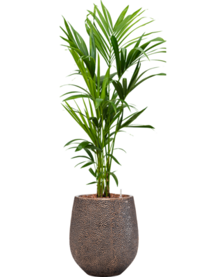 Kentia (Howea) forsteriana en Baq Opus Hit