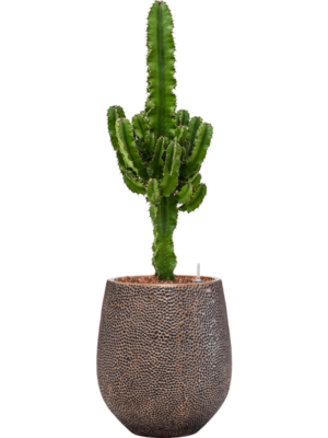 Euphorbia erytrea en Baq Opus Hit