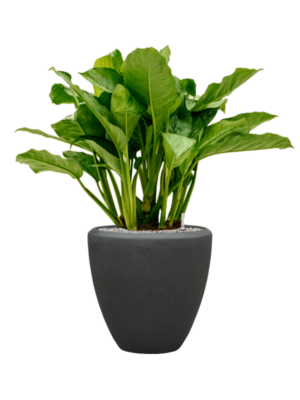 Aglaonema 'Freedman' en Baq Polystone Plain