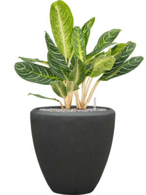 Aglaonema 'Key Lime' en Baq Polystone Plain