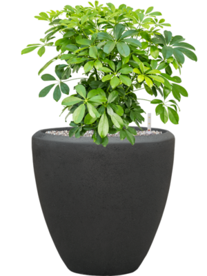Schefflera arboricola 'Compacta' en Baq Polystone Plain