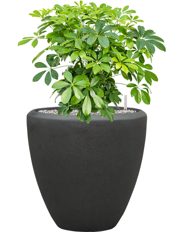 Schefflera arboricola 'Compacta' en Baq Polystone Plain