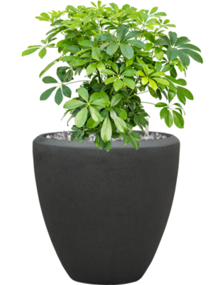 Schefflera arboricola 'Compacta' en Baq Polystone Plain