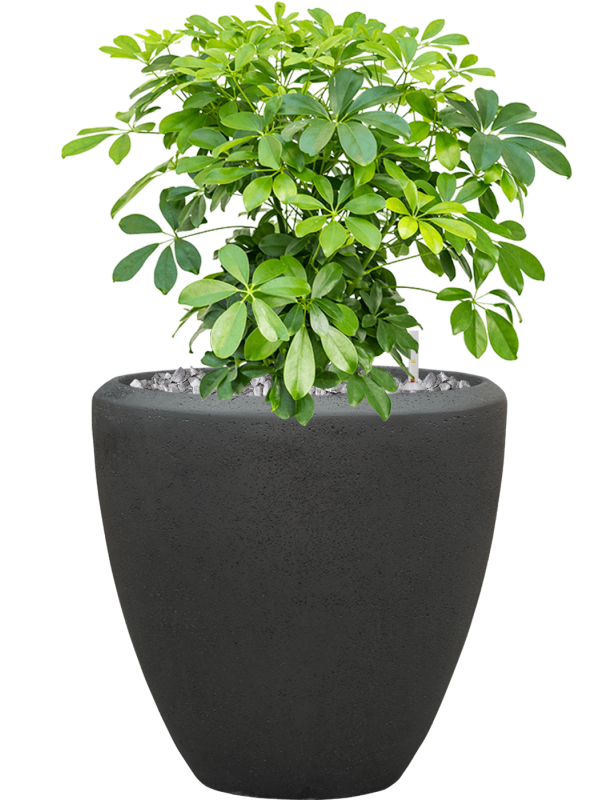 Schefflera arboricola 'Compacta' en Baq Polystone Plain