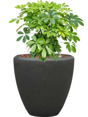 Schefflera arboricola 'Compacta' en Baq Polystone Plain
