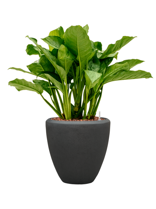 Aglaonema 'Freedman' en Baq Polystone Plain