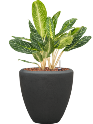 Aglaonema 'Key Lime' en Baq Polystone Plain