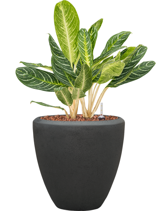 Aglaonema 'Key Lime' en Baq Polystone Plain