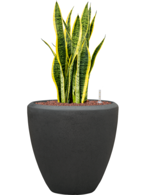 Sansevieria trifasciata 'Laurentii' en Baq Polystone Plain