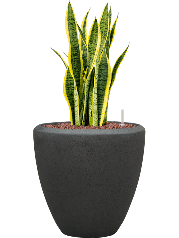Sansevieria trifasciata 'Laurentii' en Baq Polystone Plain