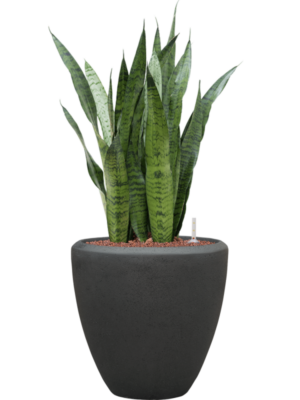 Sansevieria zeylanica en Baq Polystone Plain