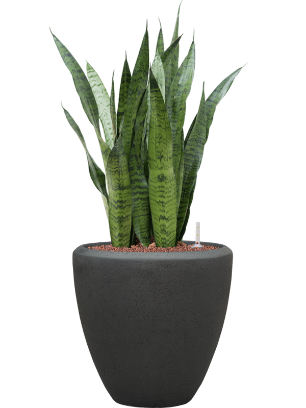 Sansevieria zeylanica en Baq Polystone Plain