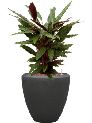 Calathea rufibarba 'Wavestar' en Baq Polystone Plain