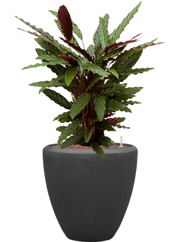 Calathea rufibarba 'Wavestar' en Baq Polystone Plain