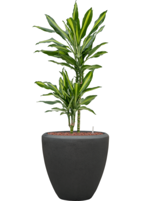 Dracaena fragrans 'Cintho' en Baq Polystone Plain