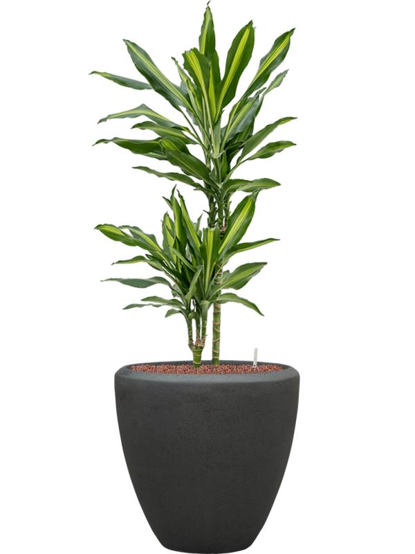 Dracaena fragrans 'Cintho' en Baq Polystone Plain
