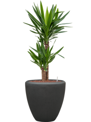 Yucca elephantipes en Baq Polystone Plain