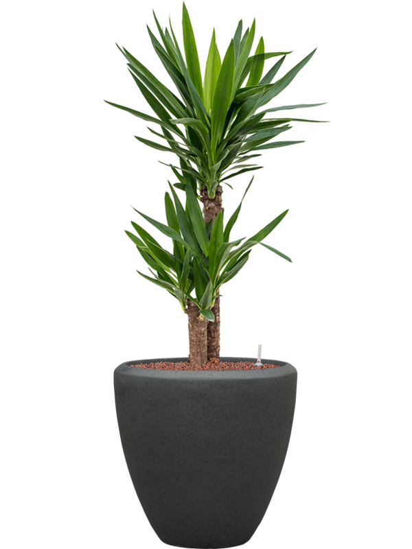Yucca elephantipes en Baq Polystone Plain