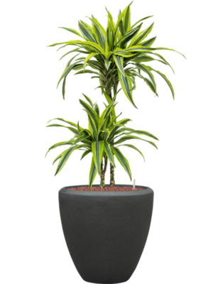 Dracaena fragrans 'Lemon Lime' en Baq Polystone Plain