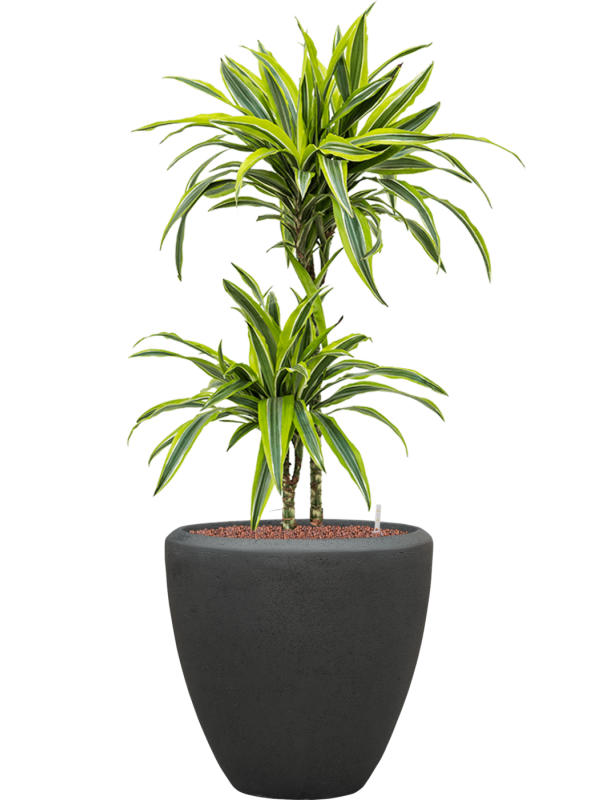 Dracaena fragrans 'Lemon Lime' en Baq Polystone Plain