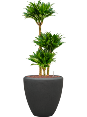 Dracaena fragrans 'Compacta' en Baq Polystone Plain